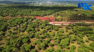 Dự án sân Golf nghìn tỷ: Gia Lai bán hơn 59.000 cây thông cho FLC với giá “rẻ mạt”?